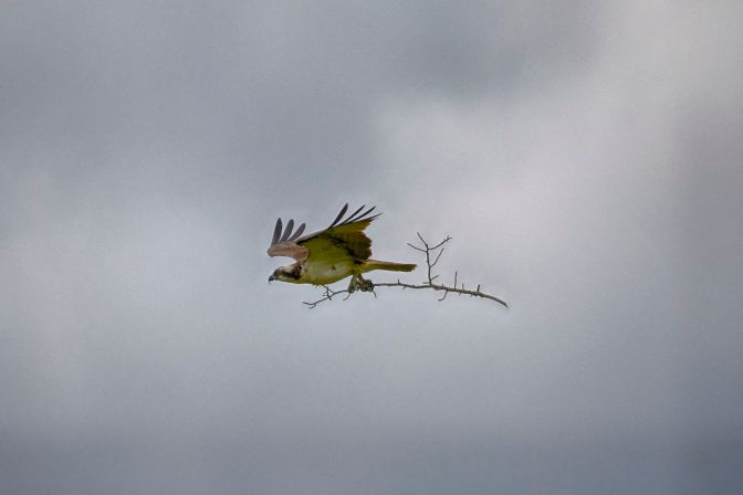 Osprey carrying branch.