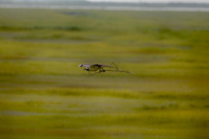 osprey carrying branch behind it.