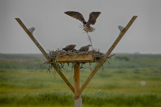 Osprey carrying branch into nest - other ospreys in nest are watching.