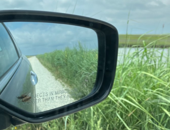 Greened fly on rearview mirror of Honda Accord.