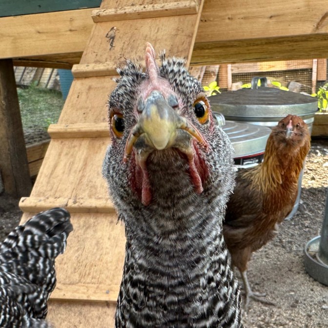 Chicken looking directly into camera.