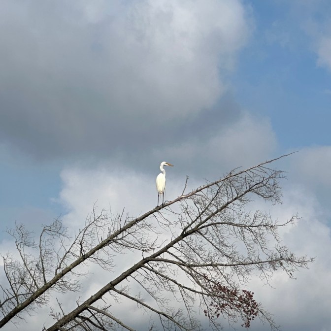 Egret standing on branch of tree.