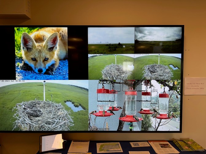 Monitor with various webcams showing bird activity.