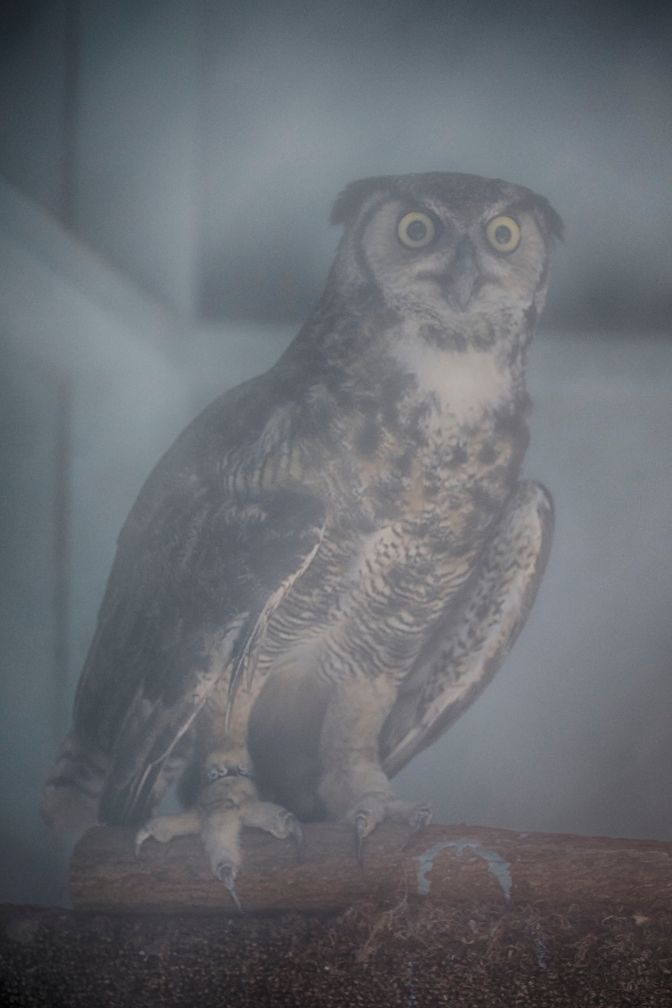 Great horned owl on perch.