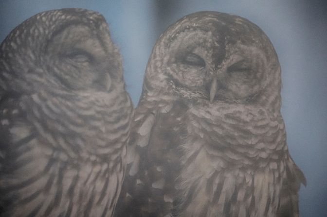 Two barred owls.