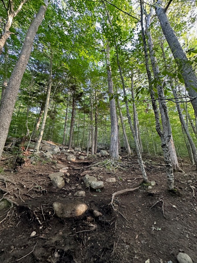 Upward view of Rocky Mountain trail.