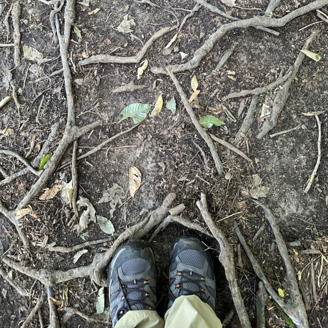 Trail filled with roots.