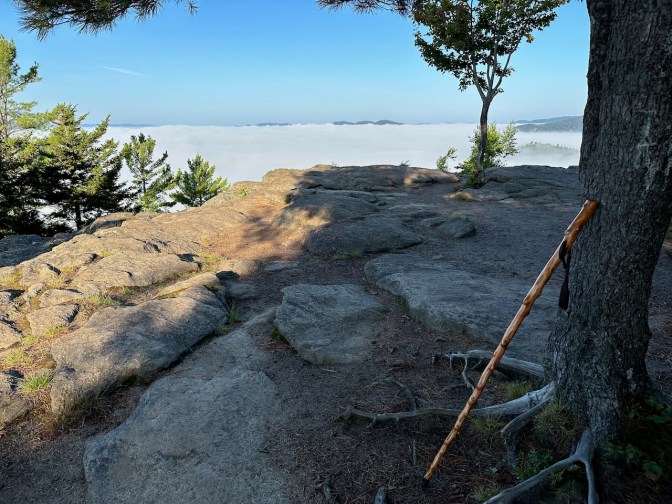 Walking staff resting beside tree on summit.
