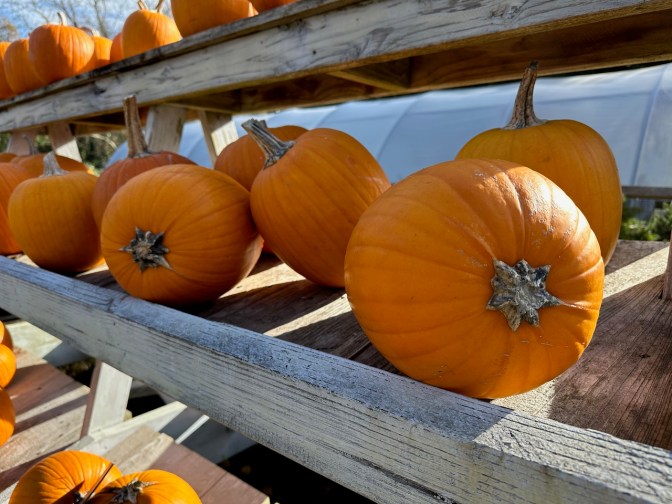 Rows of pumpkins on stands.