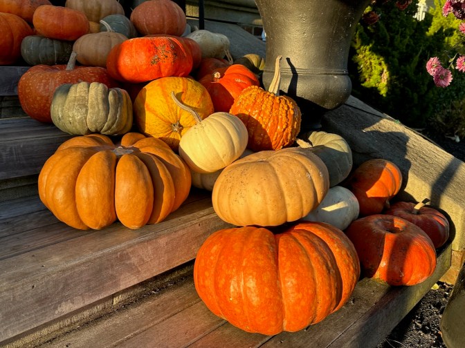 Pumpkins and gourds on front steps of Peter Shields Inn.
