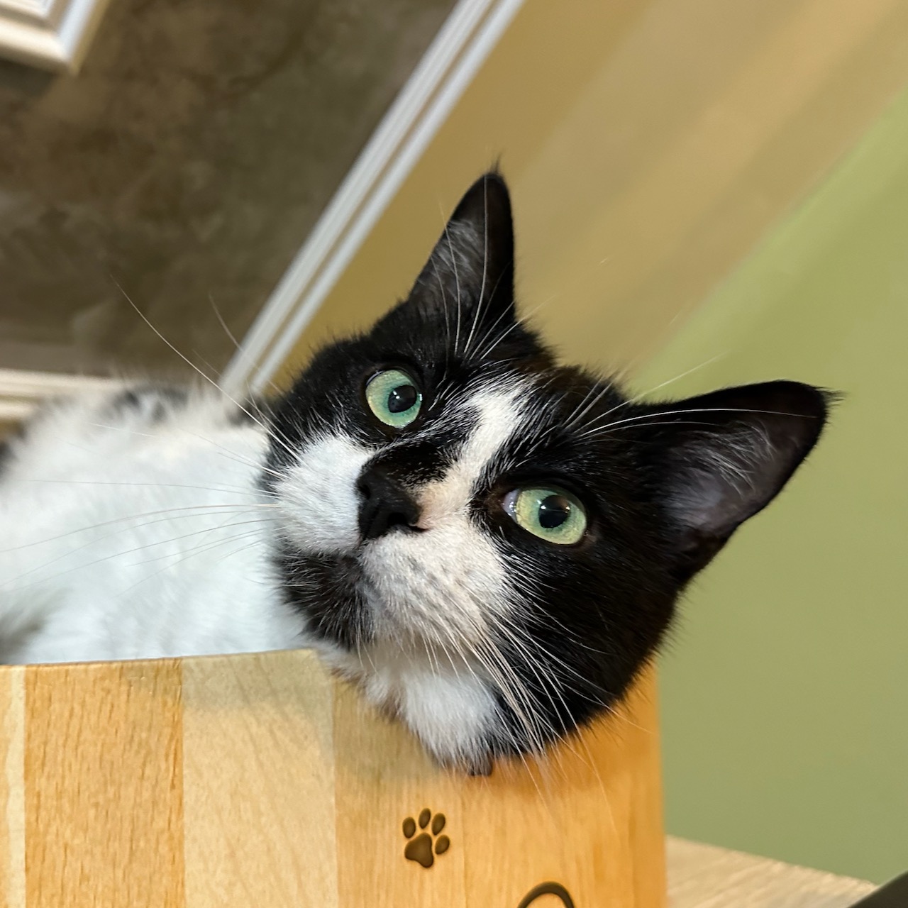 Black and white cat in cat bed.