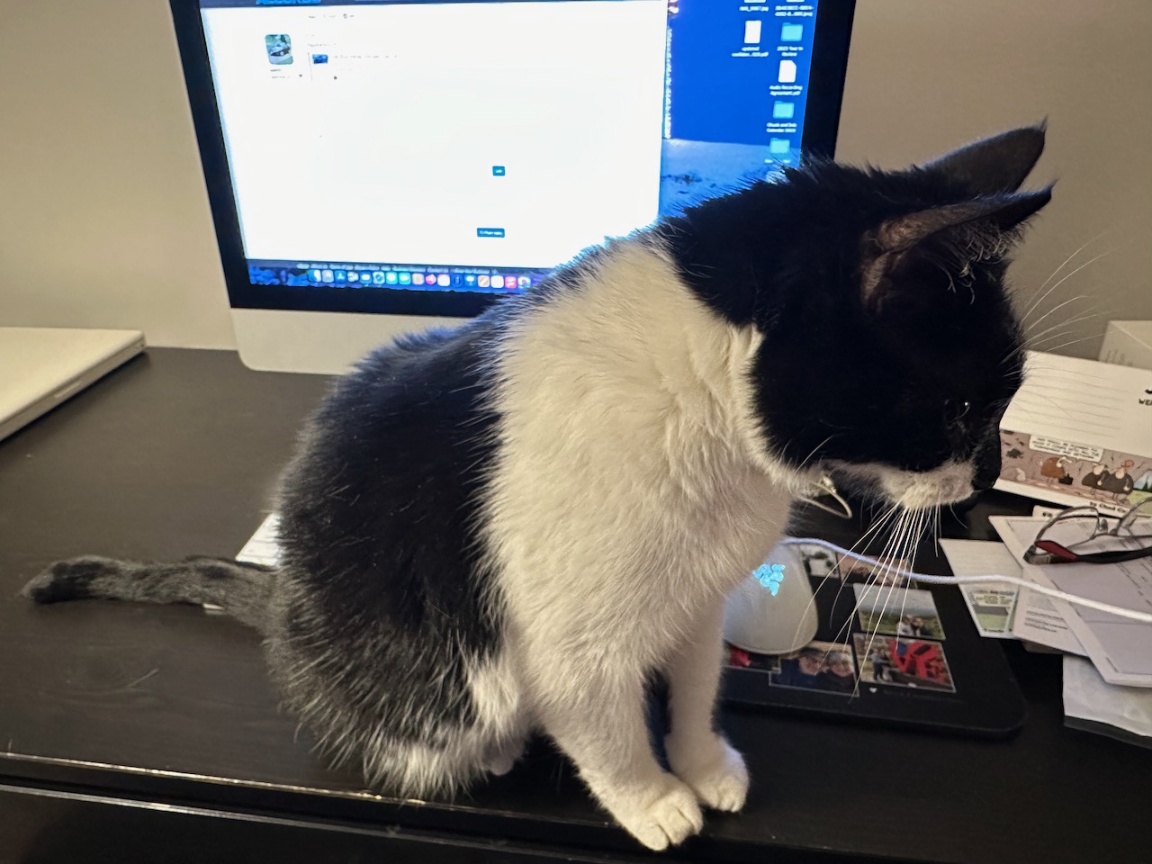 Black and white cat sitting in front of computer.