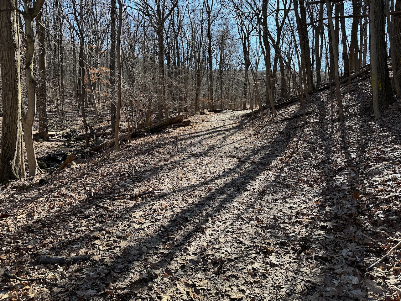 Path through forest.