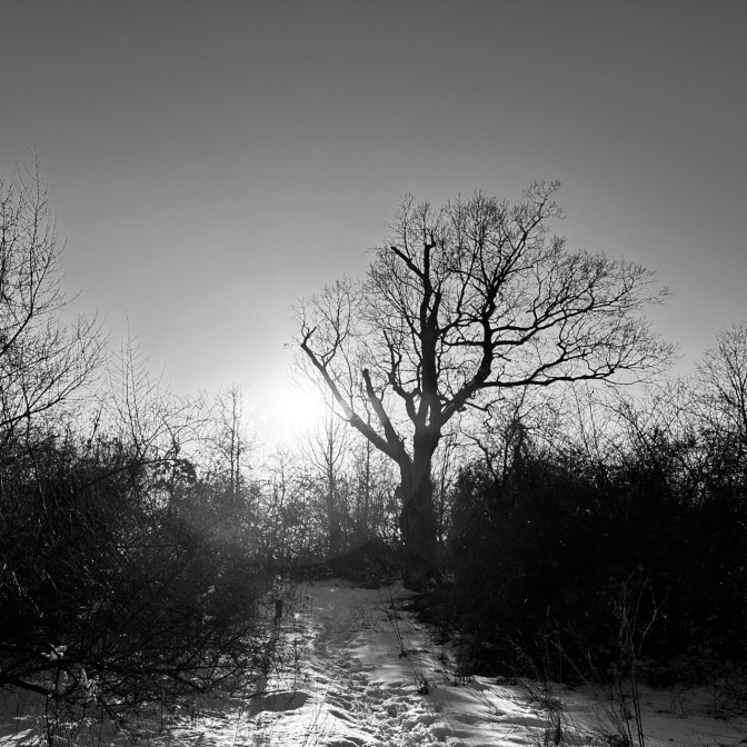 Devil's Tree, silhouetted against winter sky.