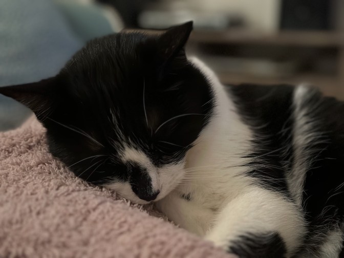 Photo of tuxedo cat sleeping on blanket.