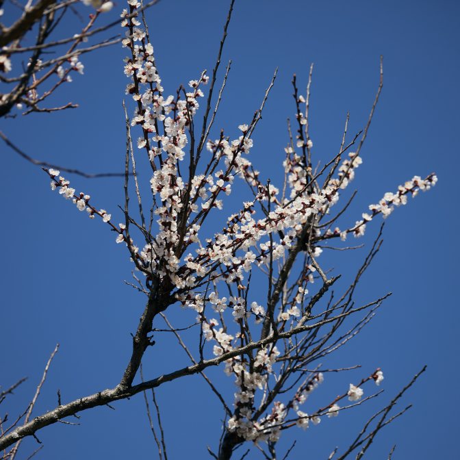 Blooming flowers in tree branches.
