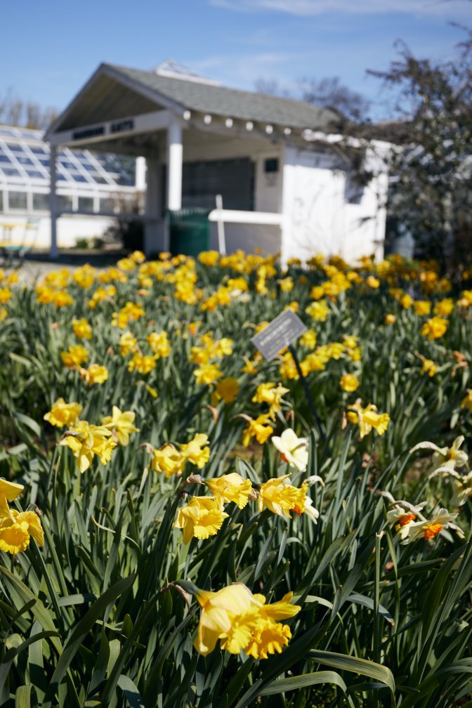 Daffodils in bloom.