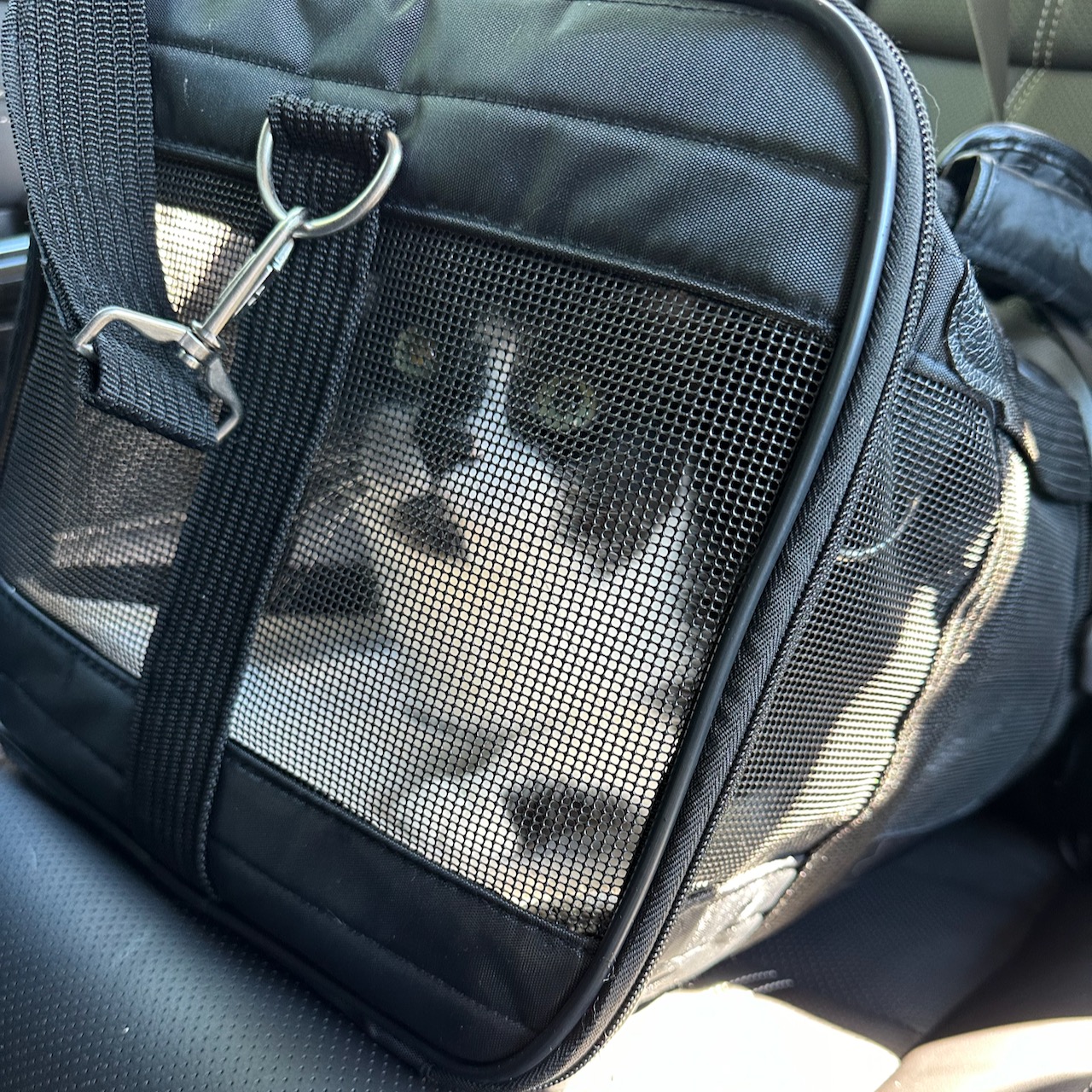 Black and white cat in cat carrier.