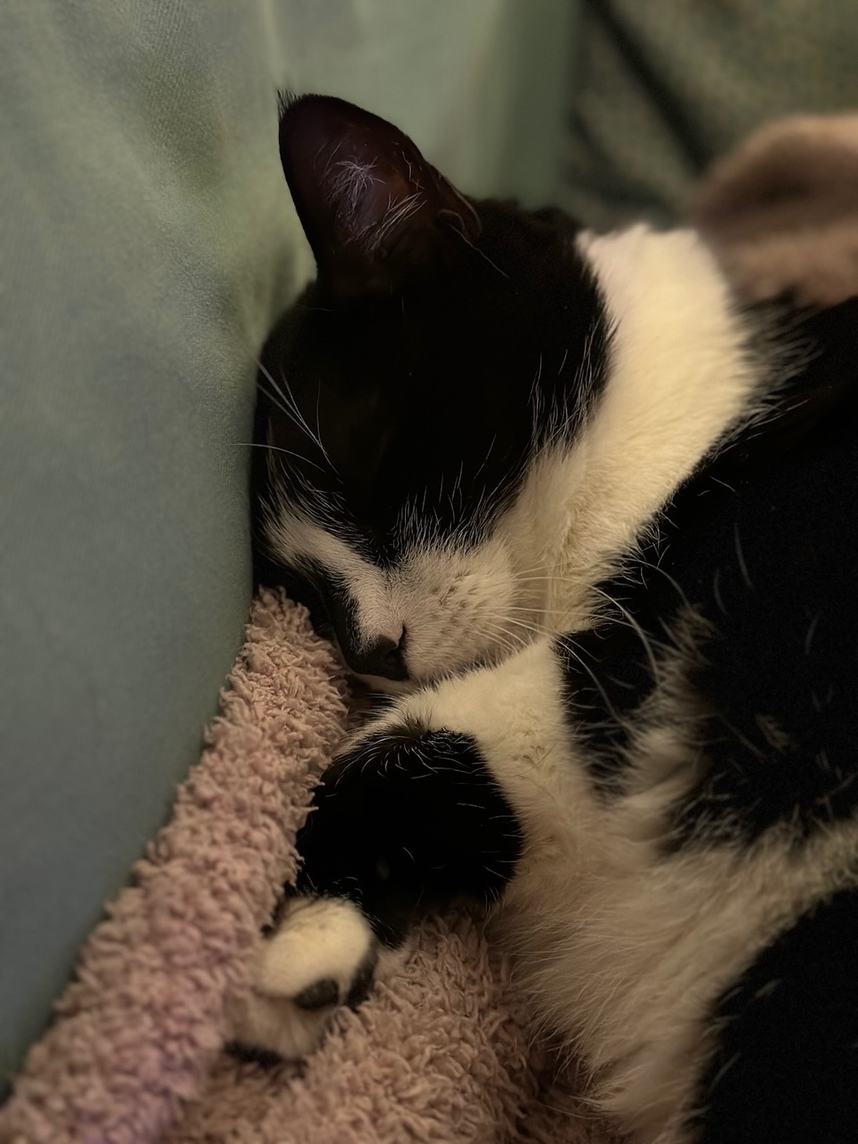 Black and white cat asleep on blanket.