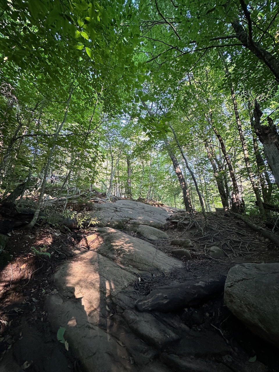 View of rock-slab trail with solid tree canopy above.