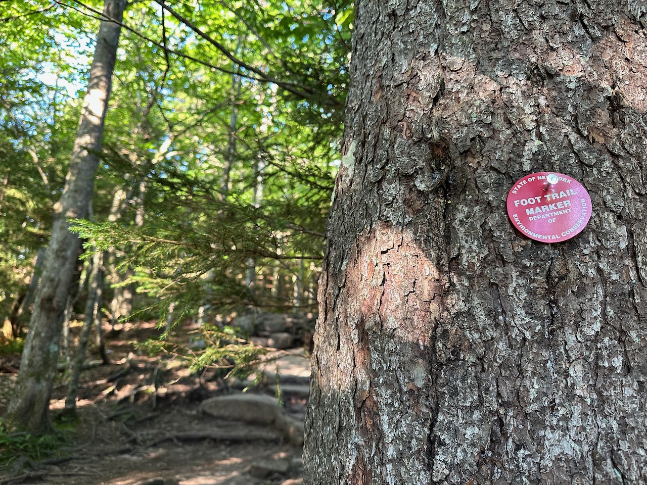 Red foot trail marker on tree trunk.