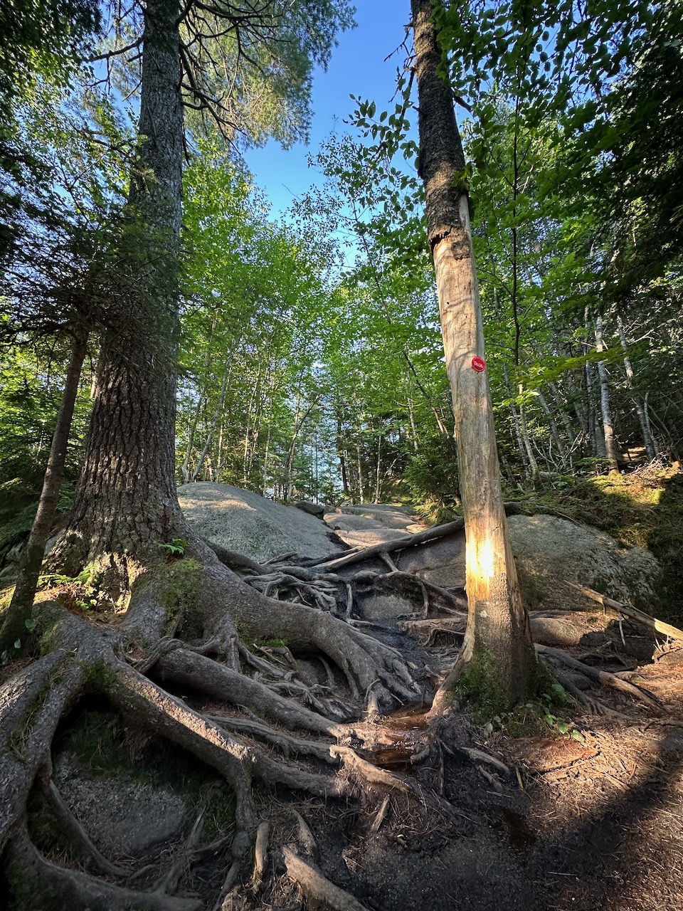 Rocky trail with tree roots.