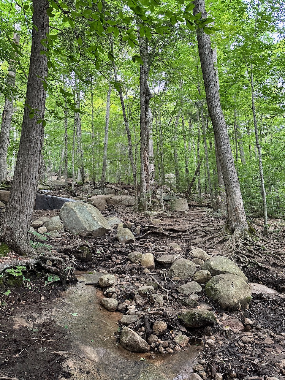 Trail heading up Rocky Mountain, with roots and rocks in foreground.