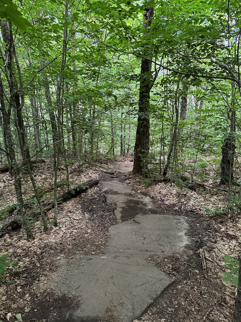 Downhill trail on Rocky Mountain, with trees on either side of trail.