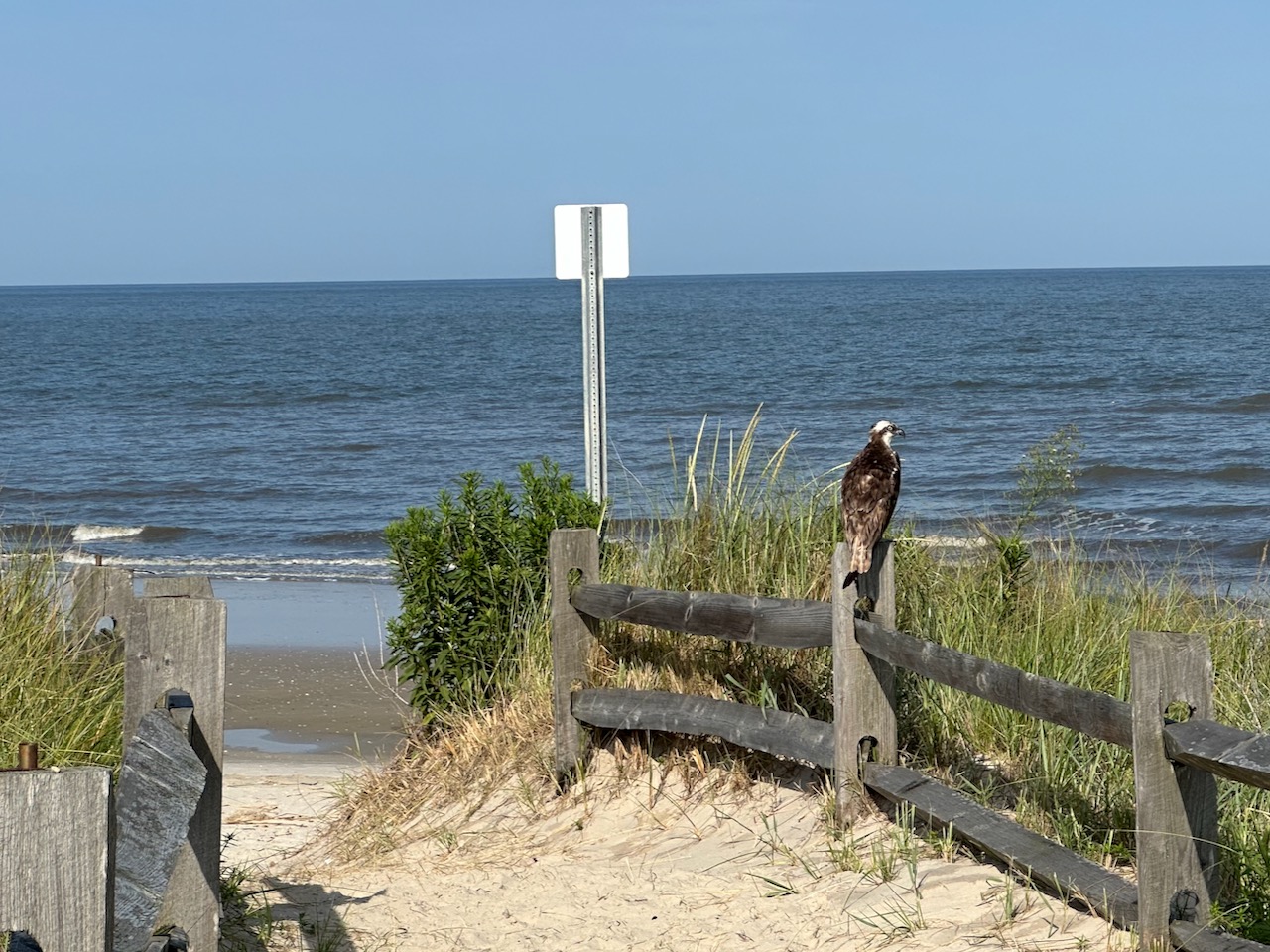 Osprey sitting on fence by beach.