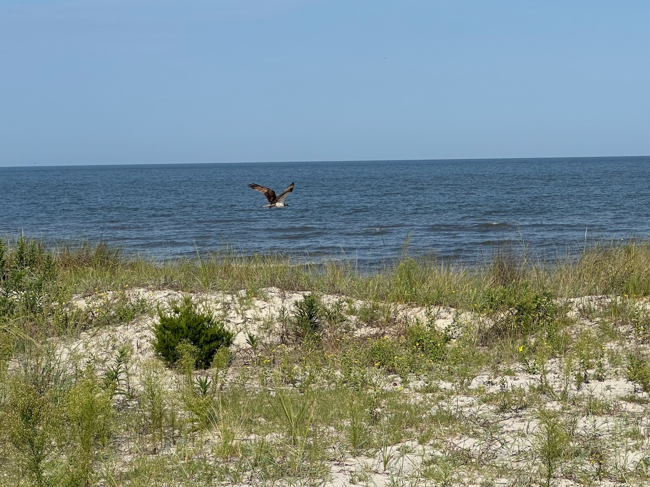 Osprey in flight.
