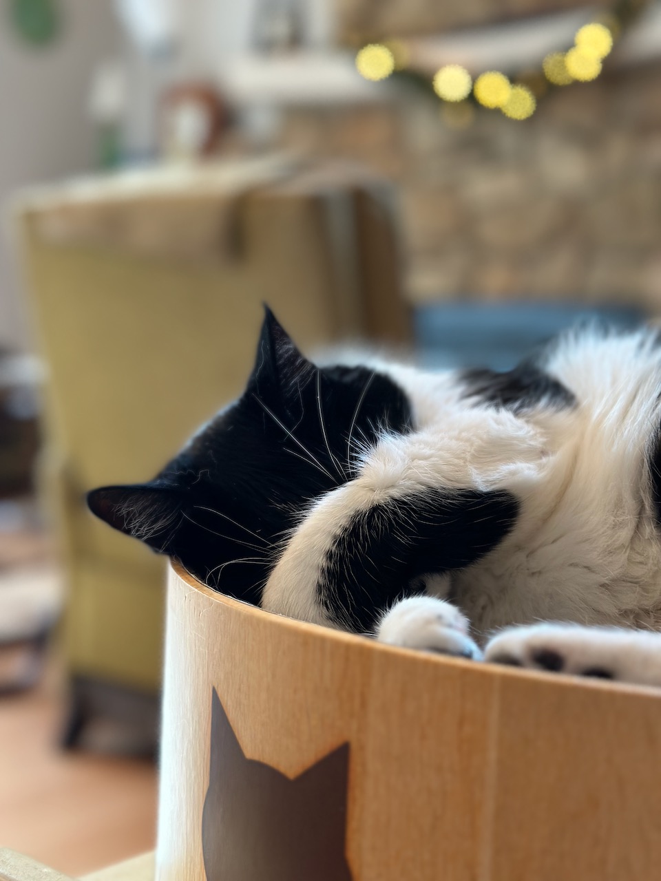 Black and white tuxedo cat asleep in wooden bowl.