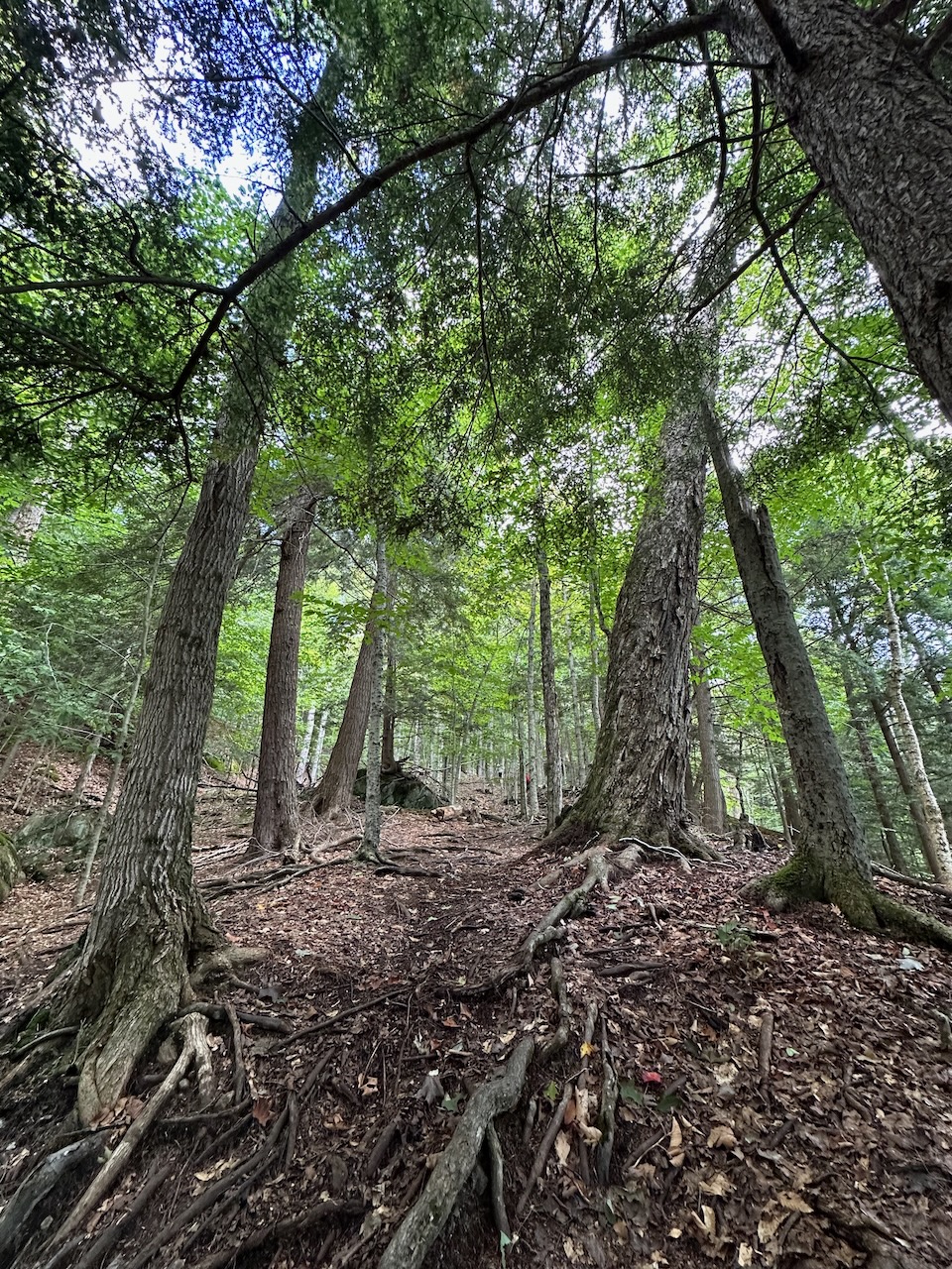 Uphill view of Eagle Cliff trail.
