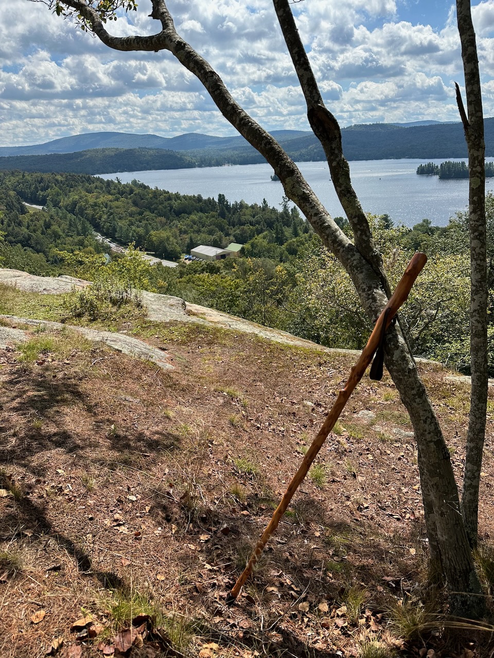Walking stick next to tree.