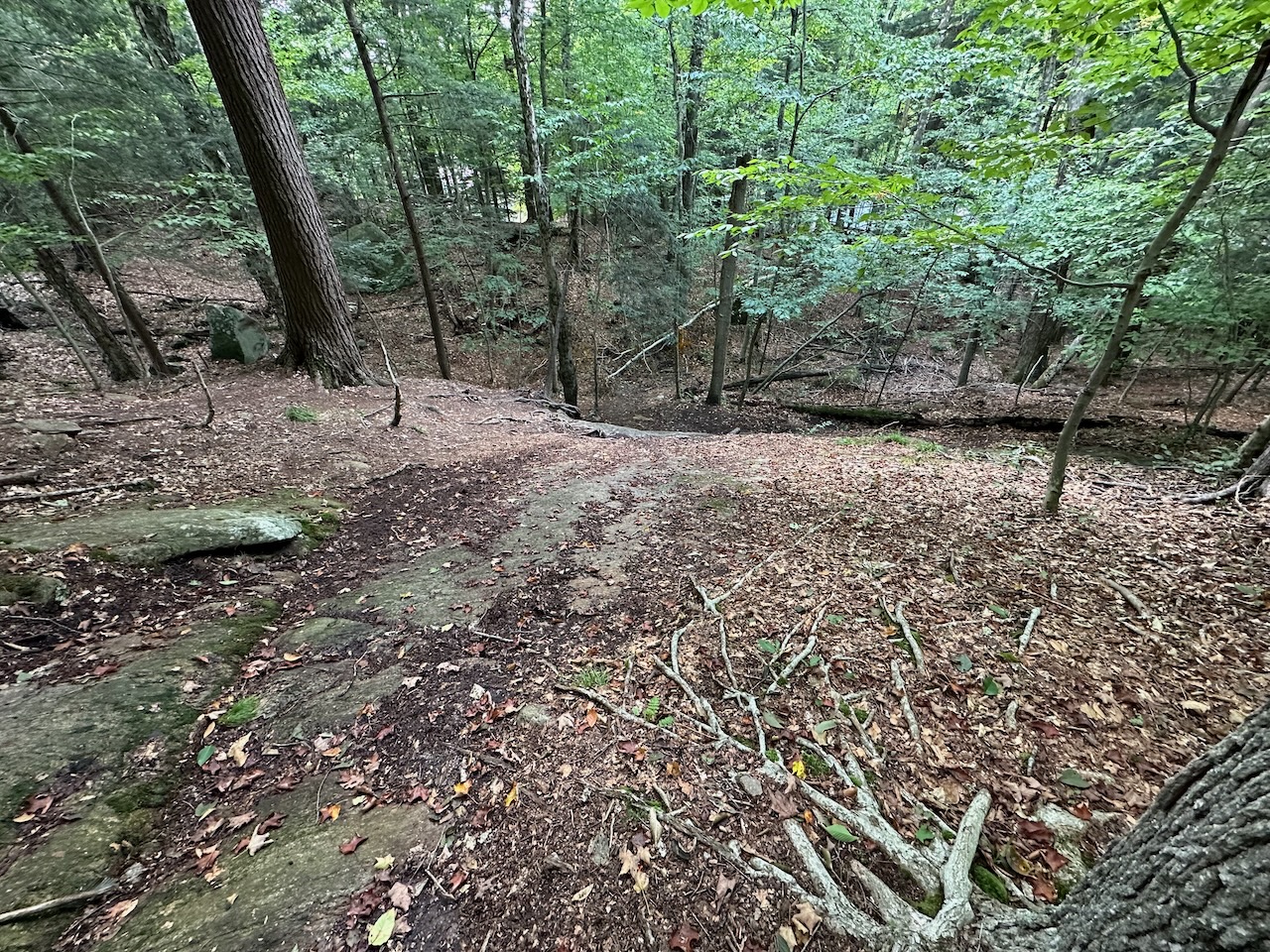 Downhill view of forest and wooded trail.