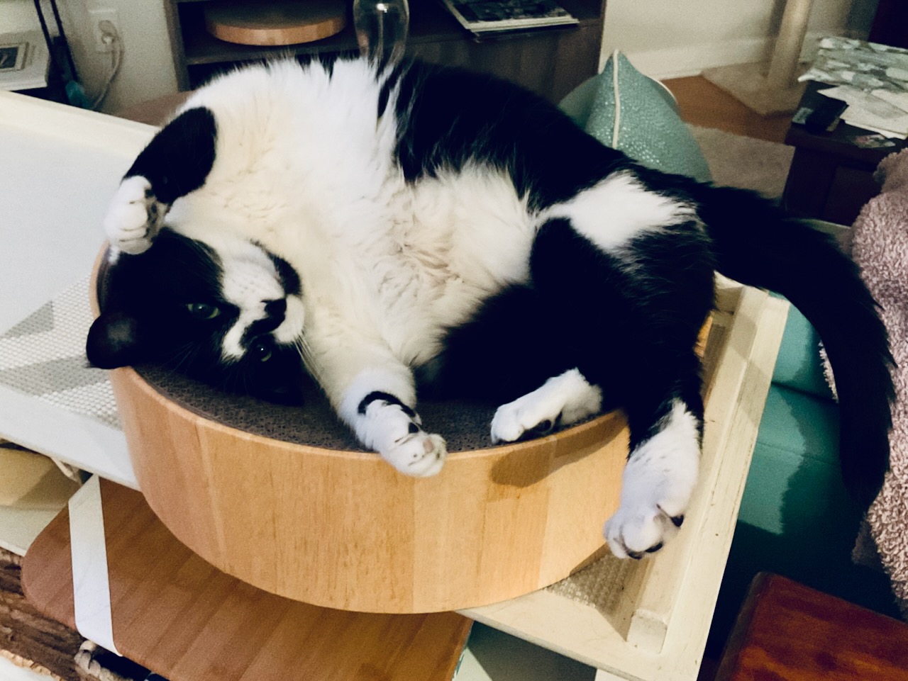 Black and white cat in wooden bowl.