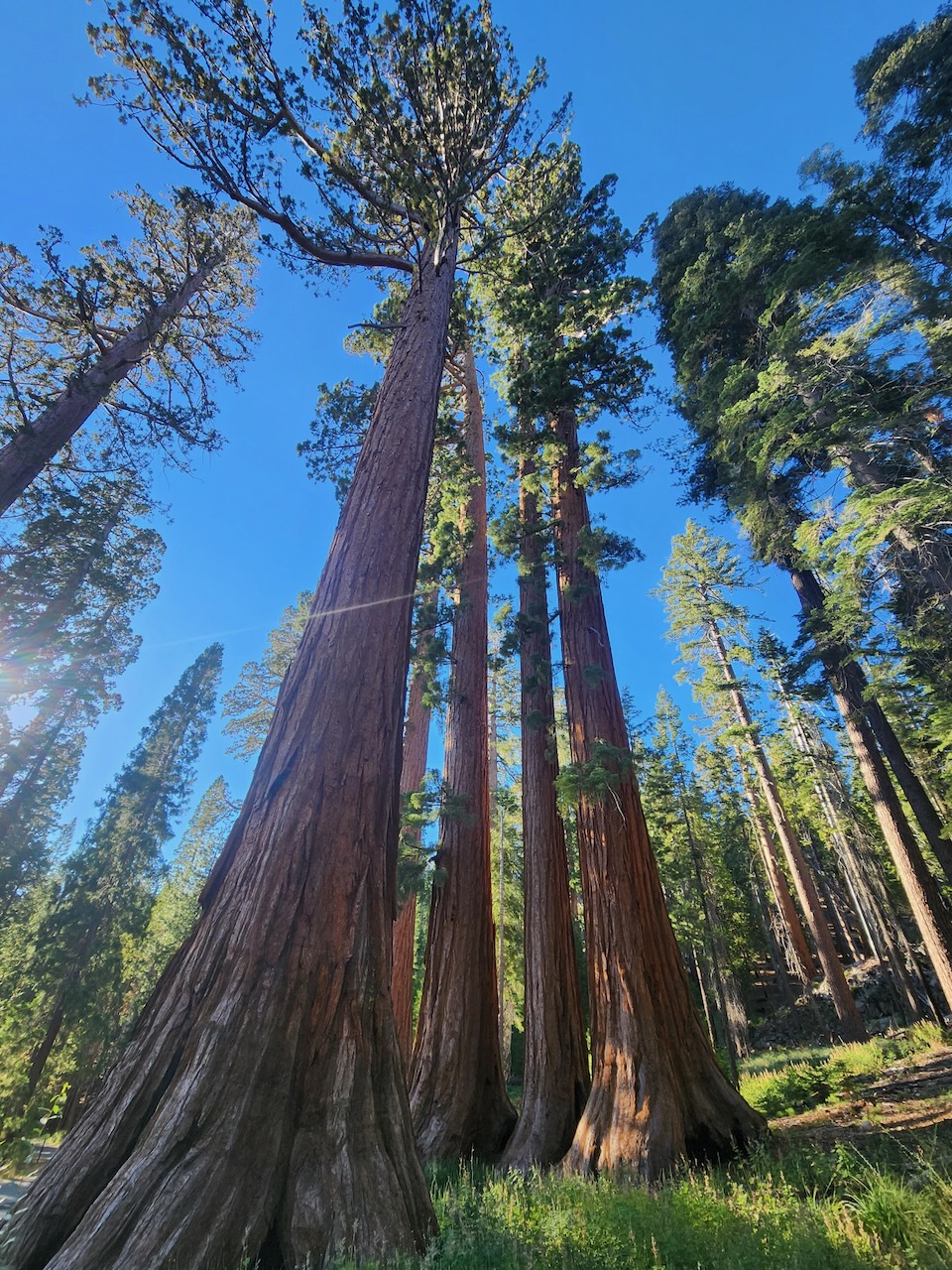 Upward view of giant sequoias.