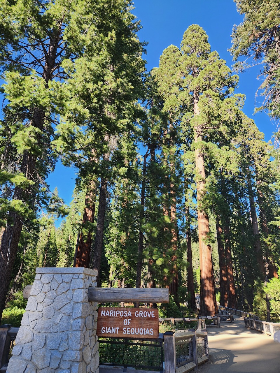 Mariposa Grove of Giant Sequoias.