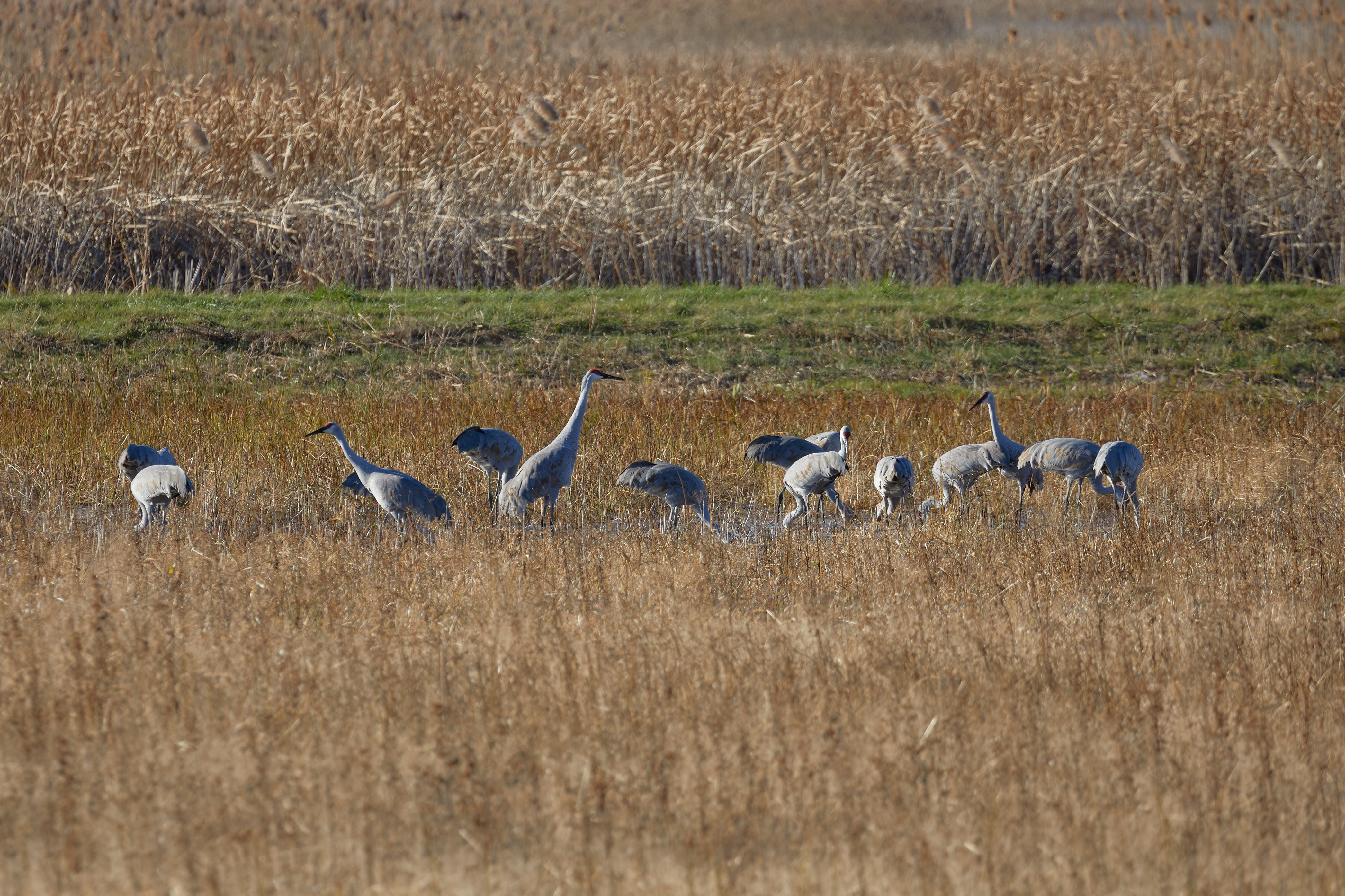 Collection of sandhill cranes.