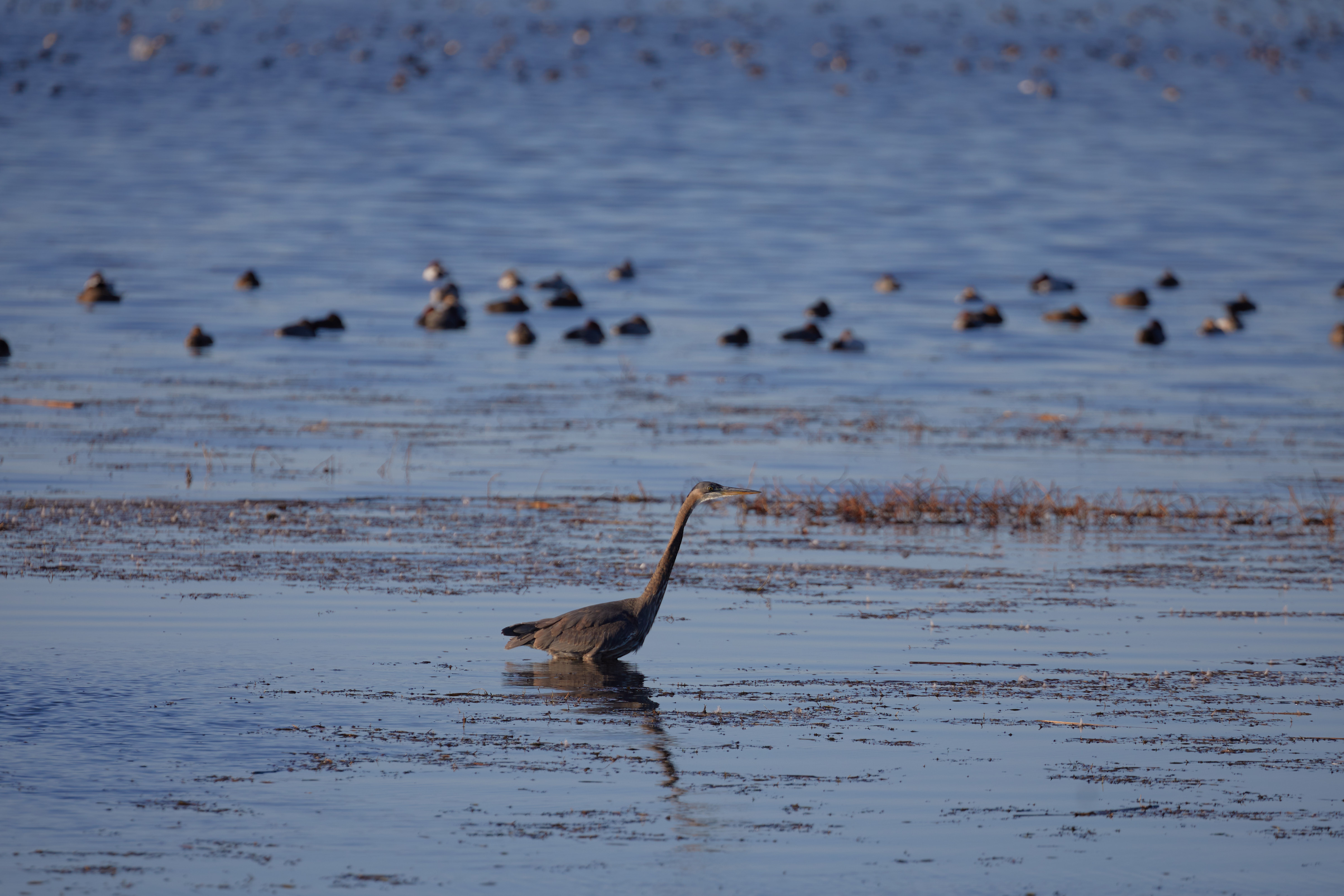 Sandhill crane in pond, with smaller birds in background.