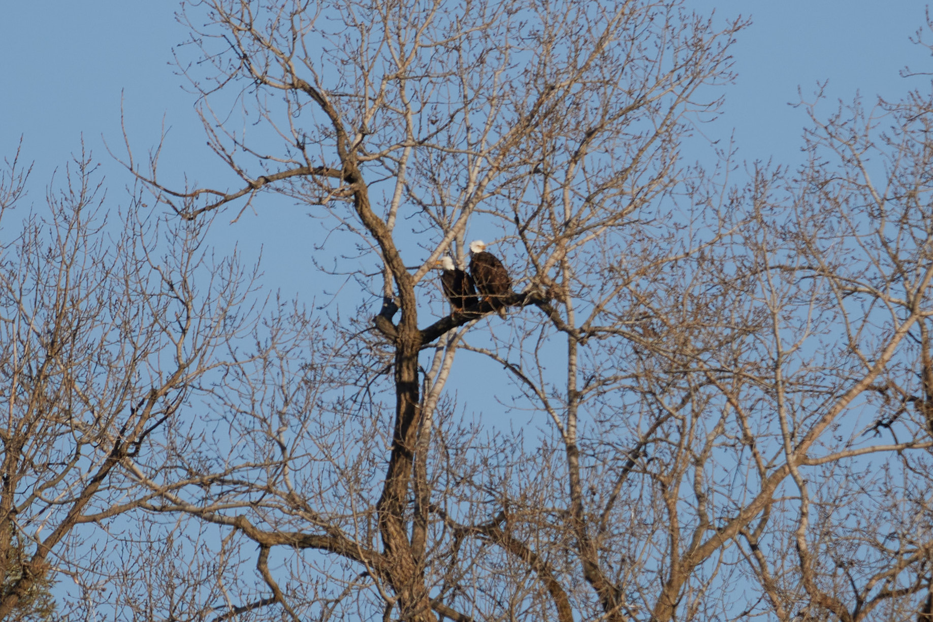 Two eagles in tree.