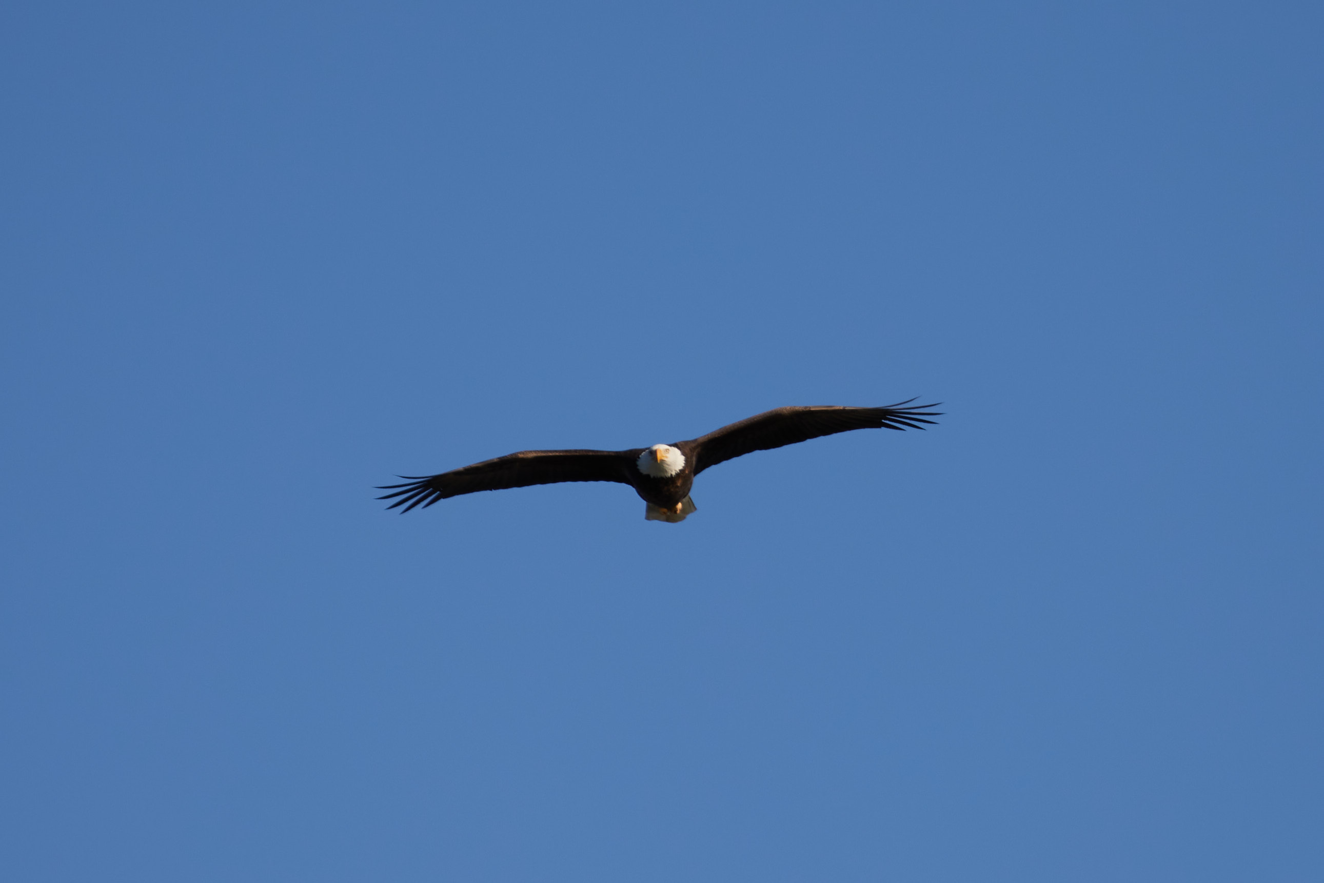 Bald eagle in flight.