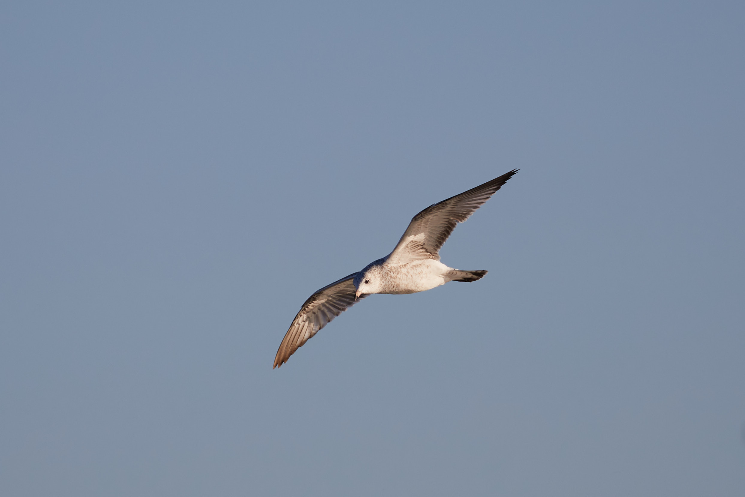 Gull in flight.