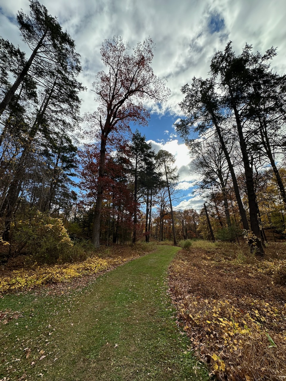 Tree-lined path through park.