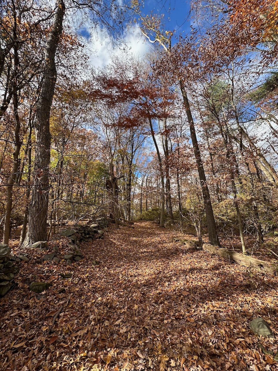 View of trail through woods, with leaf-covered grounds.