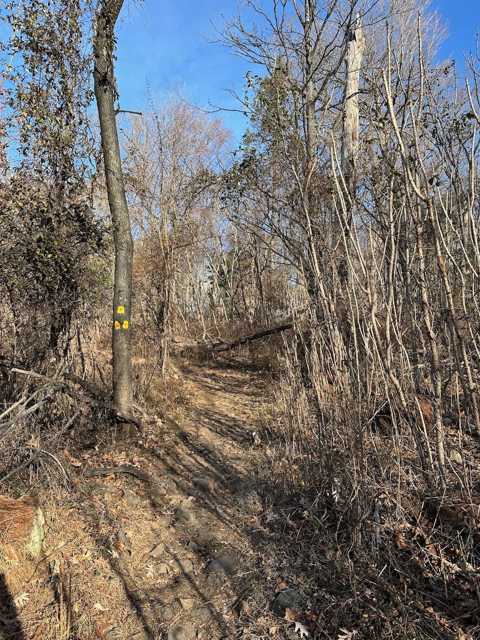 Trail through woods with markers on tree on left side of trail.