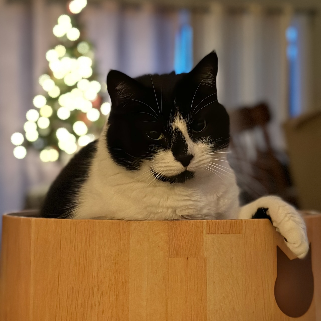 Black and white tuxedo cat sitting in cat bowl, with Christmas tree in background.