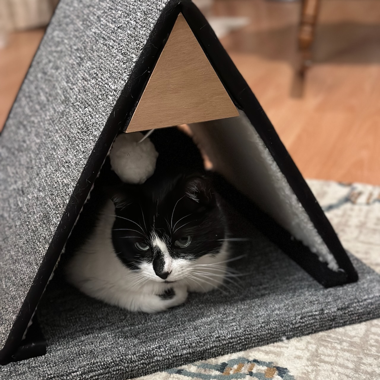Black and white tuxedo cat in triangular-shaped cat house. 