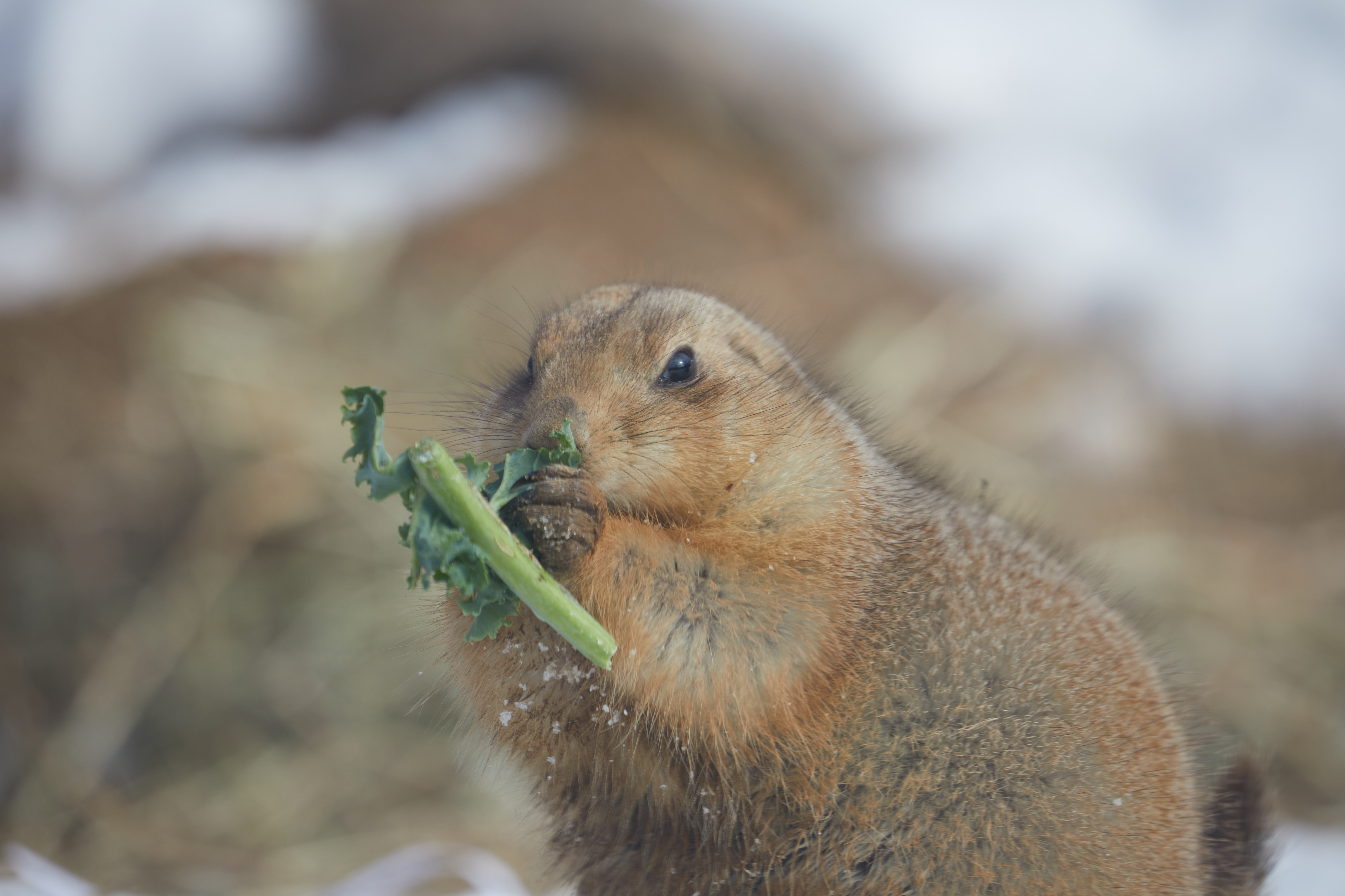Prairie dog eating. 