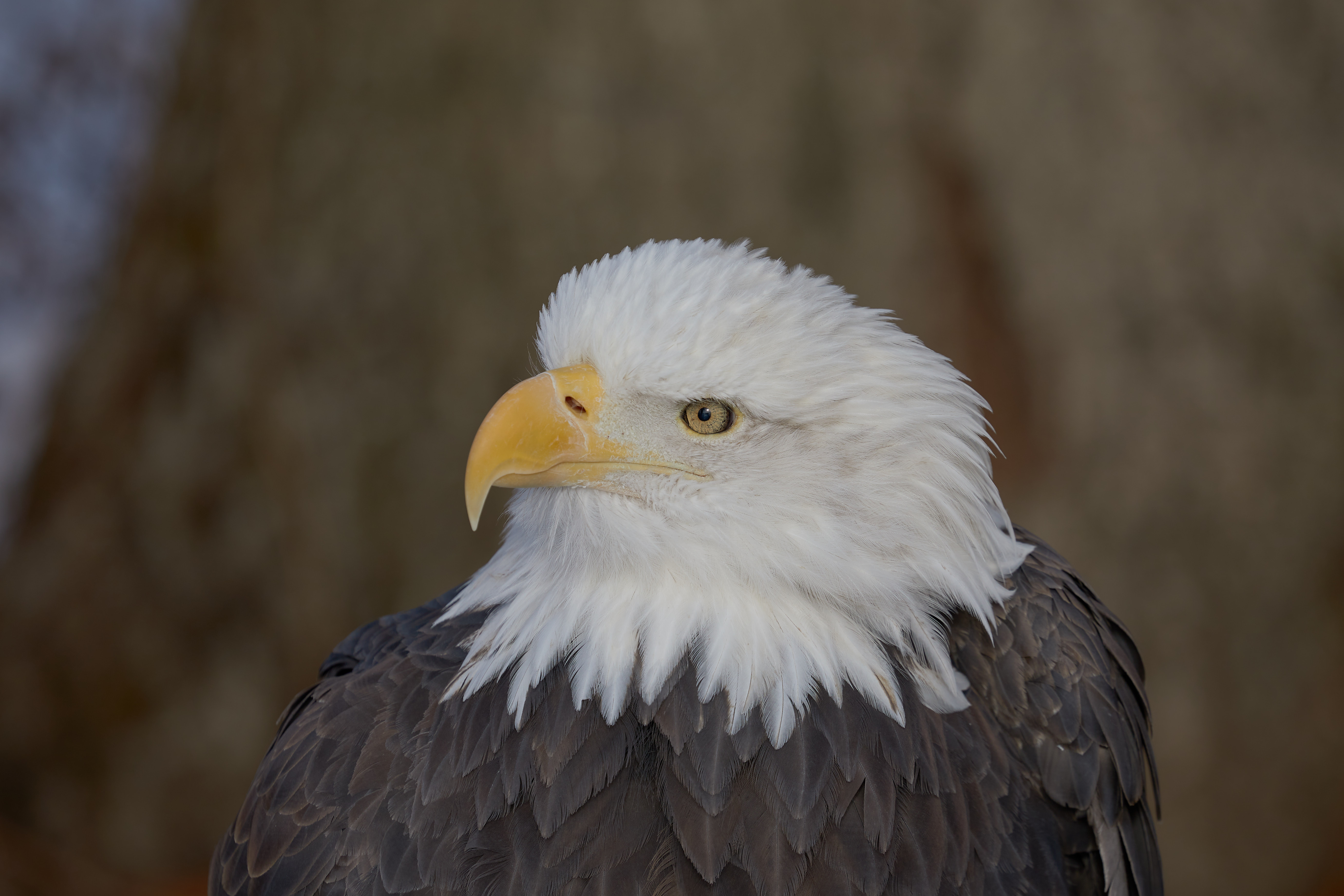 Head and shoulders of bald eagle. 
