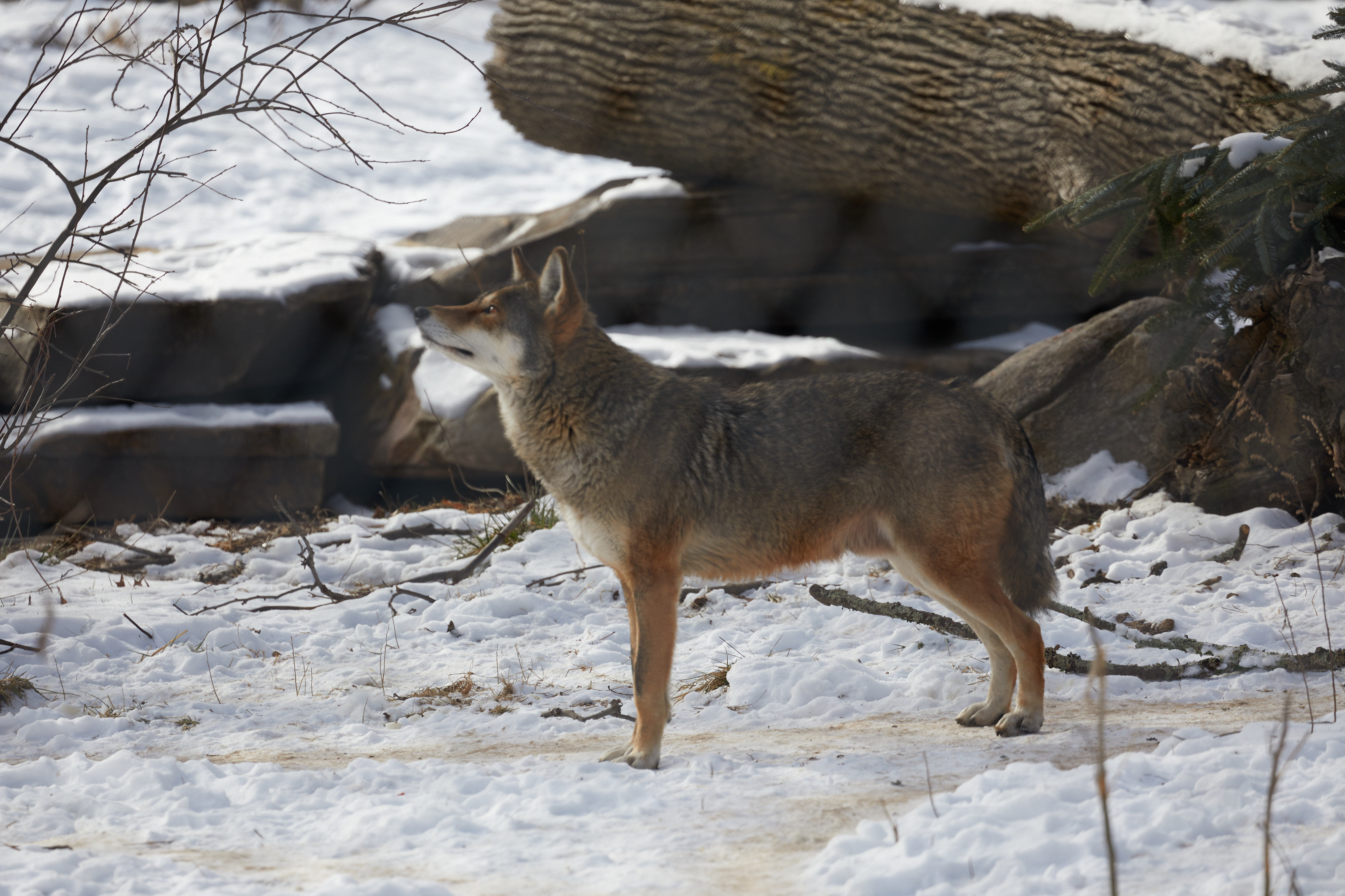 Red wolf standing in snow.